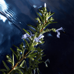 Name_8294