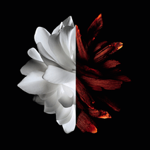 L Interdit Rouge EDP