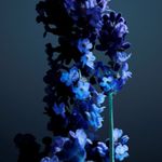 Phantom-Parfum-