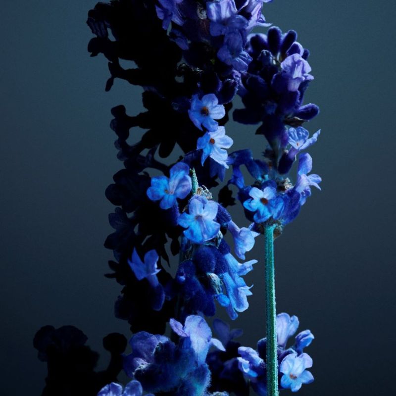 Phantom-Parfum-